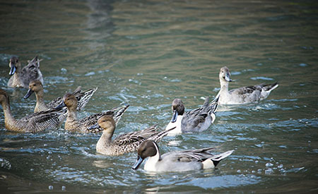 ȫ�Ԅ�(d��ng)��ˎ�b����ô�����B(y��ng)���Uˮ��COD�����D�ģ�